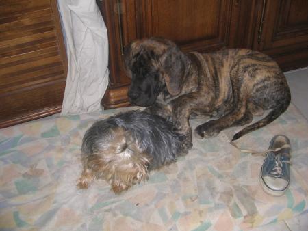 Vicky c une  Yorkshire et Cruz un Dogue Allemand